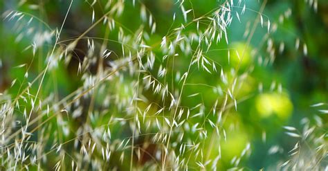 草原怎麼拍照片：當風吹過，草兒會唱歌