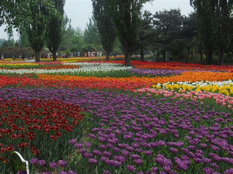 如何去北京植物園？植物園中的花卉为何能四季常开？